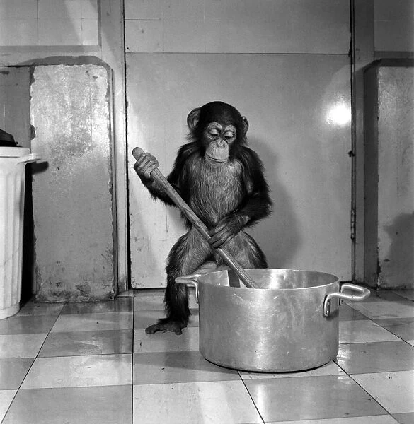 Animals: Apps and Monkeys: Freddie, a baby chimp, is making a real job of mixing