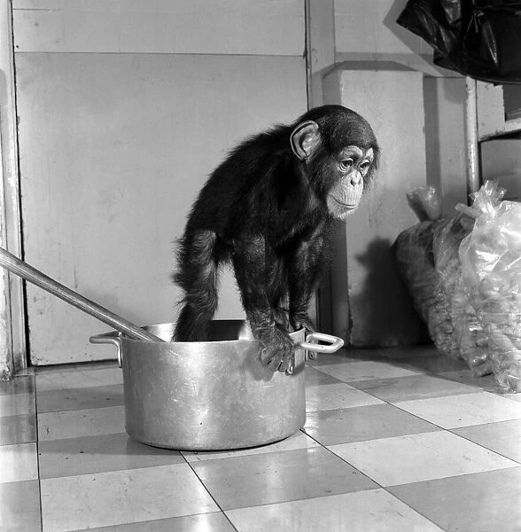 Animals: Apps and Monkeys: Freddie, a baby chimp, is making a real job of mixing