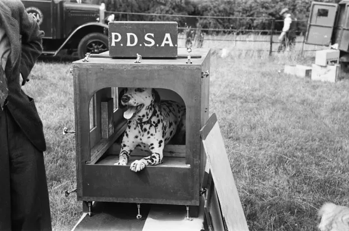 Framed Print : Animals ARP. A gas proof kennel on displayed by the animal charity P. D. S. A Framed Print : Animals ARP. A gas proof kennel on displayed by the animal charity P. D. S. A