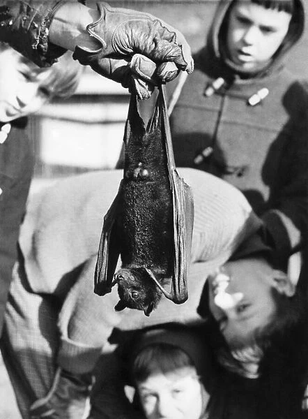 Animals Bats. February 1969 P000391