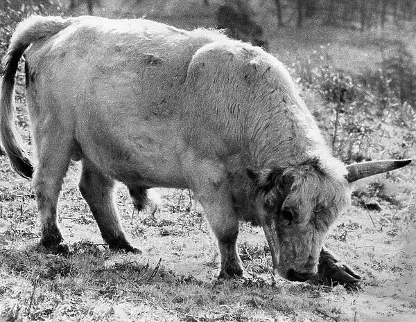 Animals: Battle Bulls. A sad-looking bull. Just like Crumple