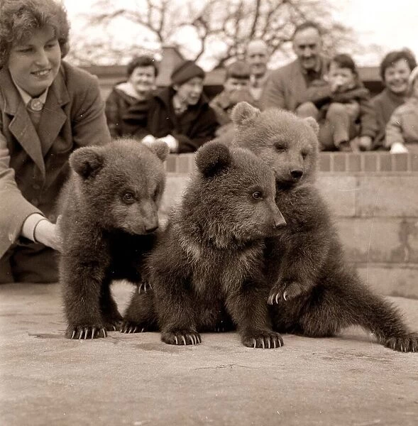 Animals - Bear cubs at Whipsnade Zoo snap crackle pop March 1959