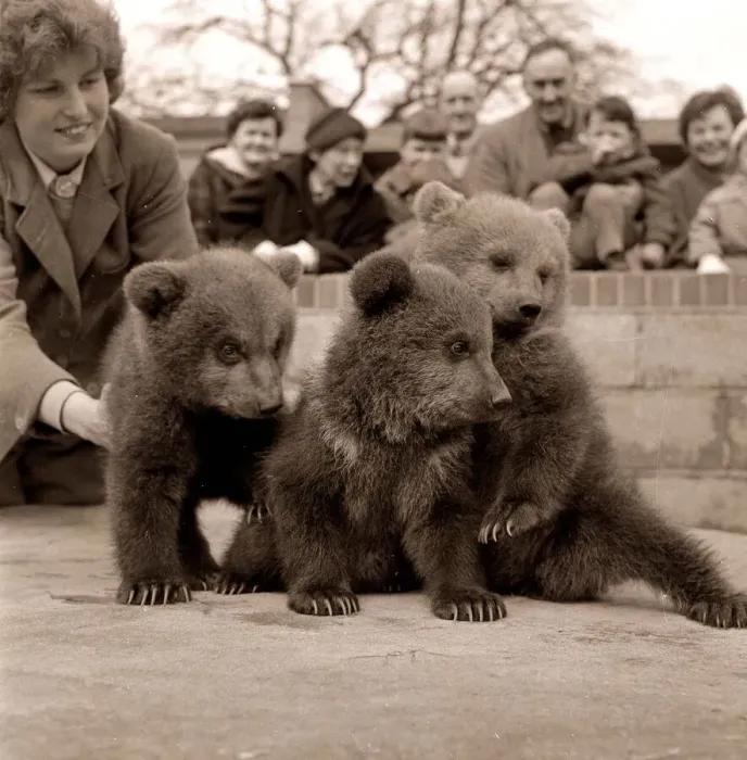 Framed Print : Animals - Bear cubs at Whipsnade Zoo snap crackle pop March 1959 Framed Print : Animals - Bear cubs at Whipsnade Zoo snap crackle pop March 1959