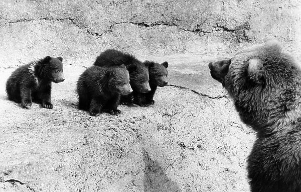 Animals - Bear. Wilma with her four offspring Eeny, Meeny, Minny and Mo