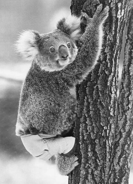 Animals - Bears - Koala. Recovering... Lally the koala. November 1982 P000461