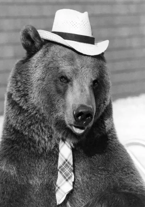 Framed Print : Animals - Bears. Looking sharp Hercules the bear. February 1982 P000552