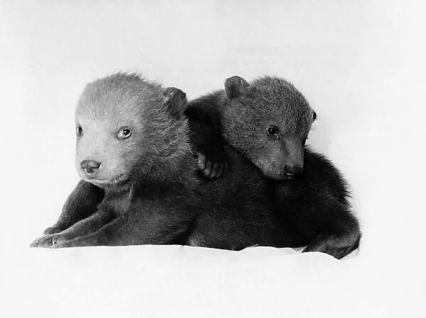 Animals Bears. March 1968 P000556