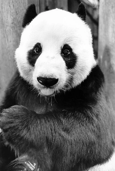 Animals - Bears - Panda. Chia Chia the giant panda may look sad, but don t be fooled