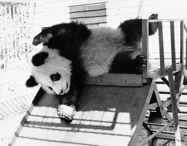 Animals - Bears - Panda. Li Lis cub Lantian romps around in her enclosure