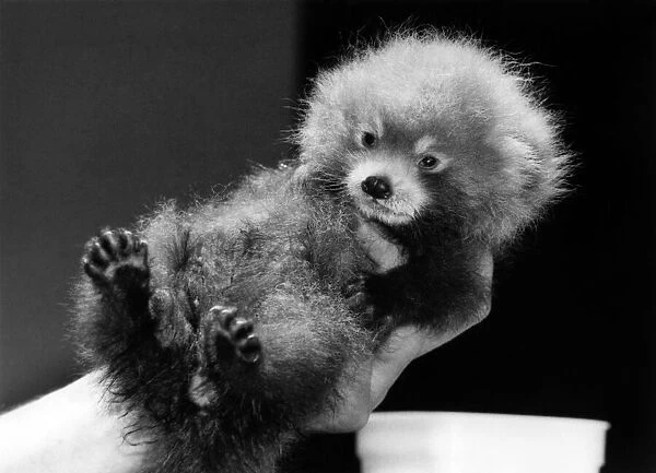 Animals - Bears - Pandas. Baby... Five week old Roberta is being reared by hand to make