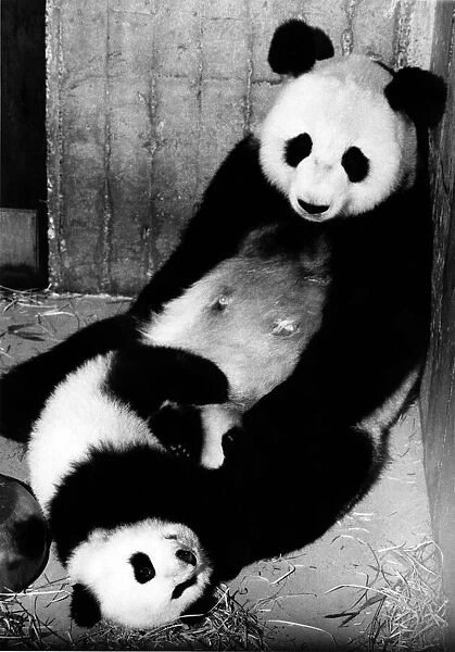 Animals - Bears - Pandas. Baby panda Chu-Lin with mother Shao-Shao in Madrid Zoo