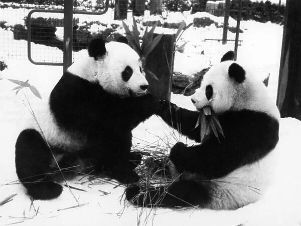 Animals - Bears - Pandas. Cold shoulder. Ching-Ching and Chia-Chia. December 1981 P000535