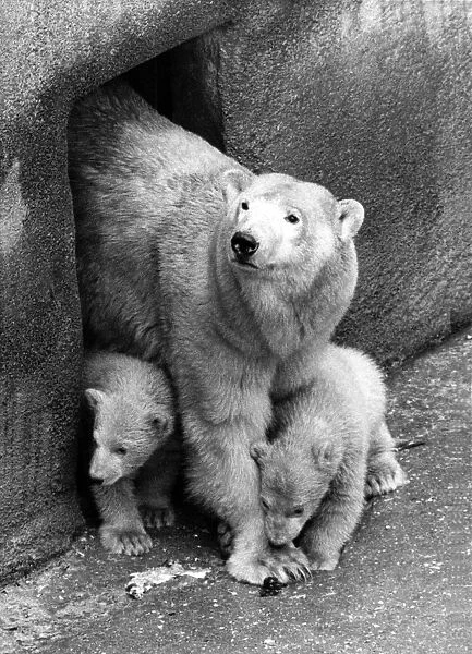 Animals : Bears Polar Bear and cubs. March 1965 P000442