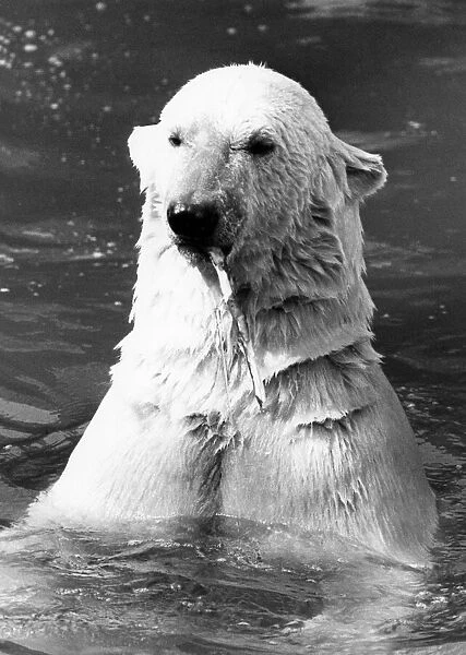 Animals - Bears - Polar. Now you see him... Nanook. April 1983 P000441