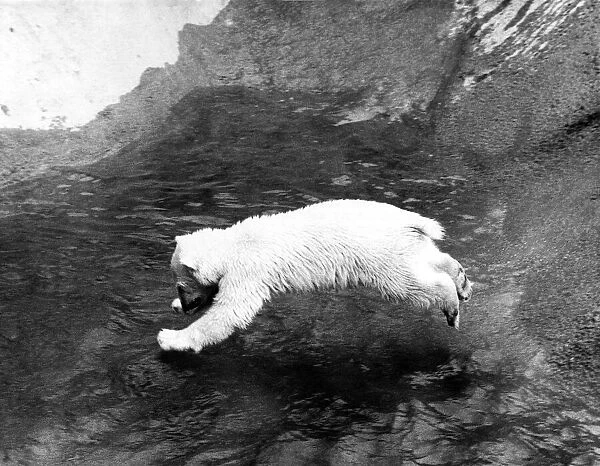 Animals - Bears - Polar. June 1971 P000444