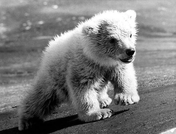 Animals Bears Polar. Little Dougan - or Miss Dougan - taken a first look at Dudley Zoo