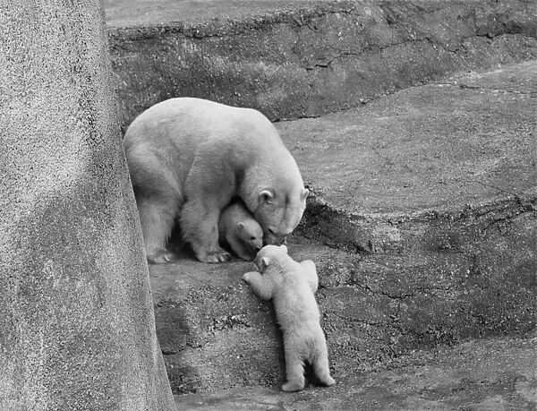 Animals - Bears - Polar. March 1964 P000434