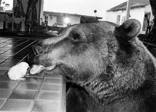 Animals - Bears Tasteful. Hercules, licking friendship into shape. April 1982 P000565
