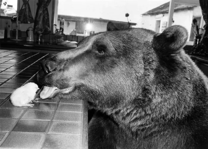 Framed Print : Animals - Bears Tasteful. Hercules, licking friendship into shape. April 1982 P000565