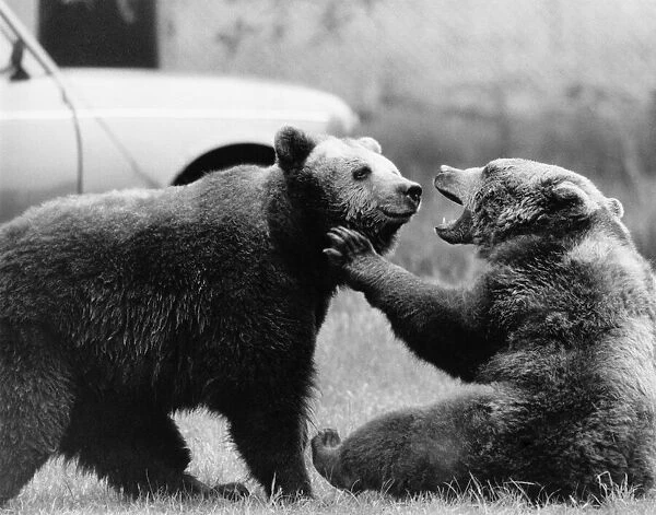 Animals - Bears. Together... Thumper (right) and Bungle. June 1986 P000413