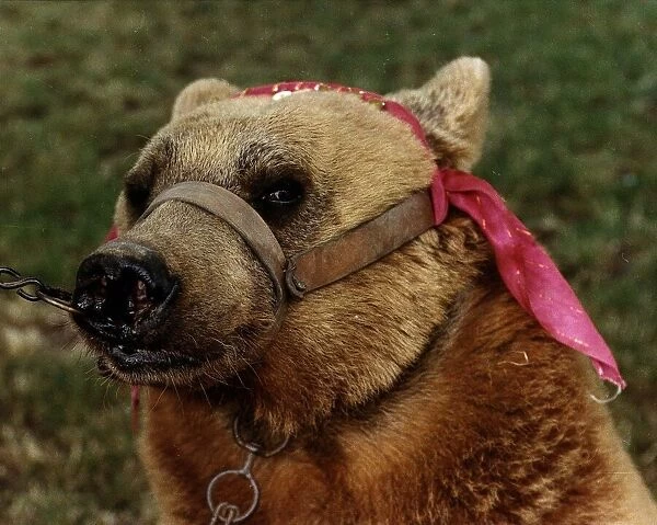 Animals Bears torn face of an adult Bear from Istanbul circa 1992