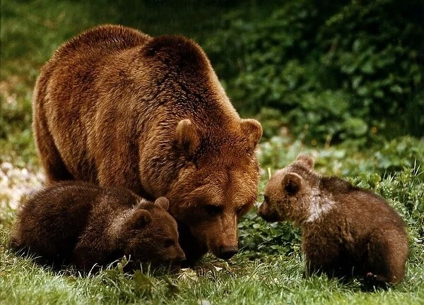 Animals Bears Whipsnade has successfully bred two brown cubs April 1993