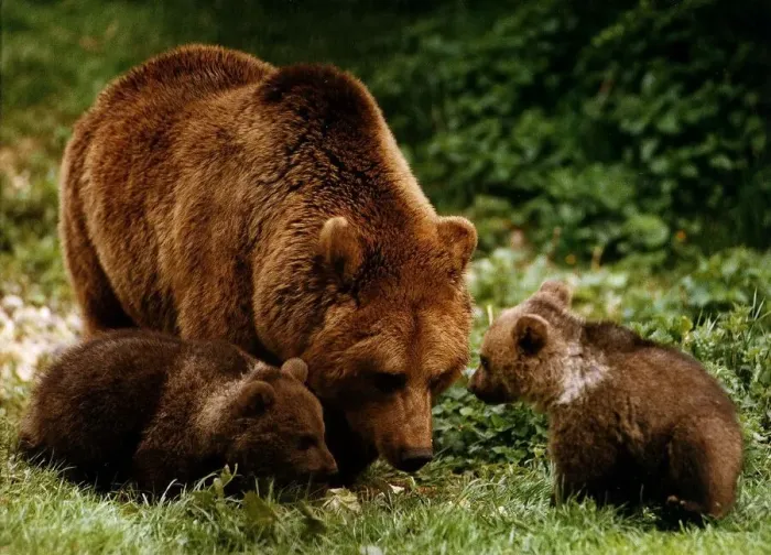 Framed Print : Animals Bears Whipsnade has successfully bred two brown cubs April 1993 Framed Print : Animals Bears Whipsnade has successfully bred two brown cubs April 1993