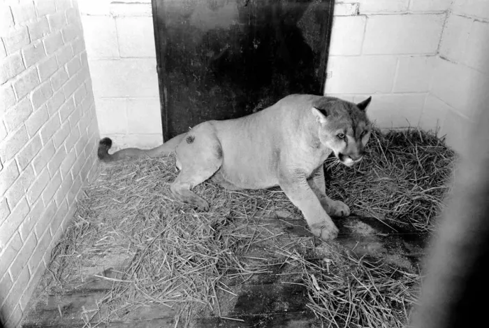 Framed Print : Animals Big cats. When Lucifer the 10 year old male puma at Chessington Zoo developed a Framed Print : Animals Big cats. When Lucifer the 10 year old male puma at Chessington Zoo developed a