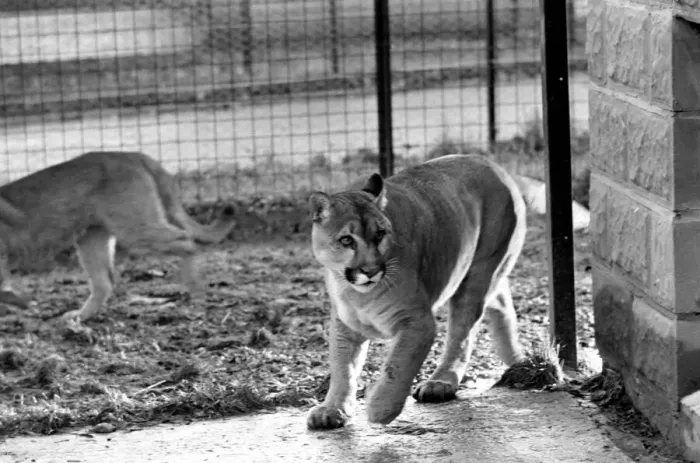 Framed Print : Animals Big cats. When Lucifer the 10 year old male puma at Chessington Zoo developed a