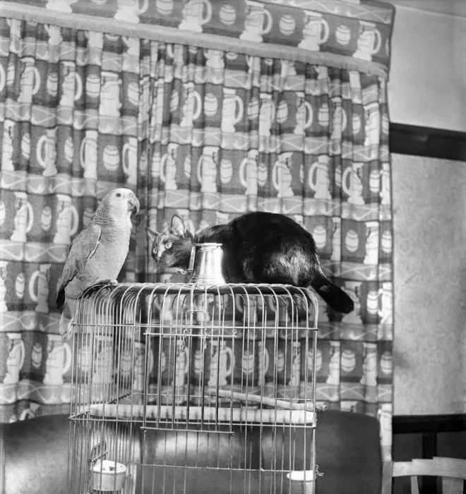 Framed Print : Animals Birds: Cats Friendship: Visitors to the Hodder Bridge Hotel, Hodder Lancs Framed Print : Animals Birds: Cats Friendship: Visitors to the Hodder Bridge Hotel, Hodder Lancs