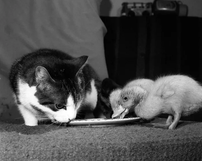 Framed Print : Animals Birds Ducks Ducklings January 1984 These two ducklings are lucky to be Framed Print : Animals Birds Ducks Ducklings January 1984 These two ducklings are lucky to be