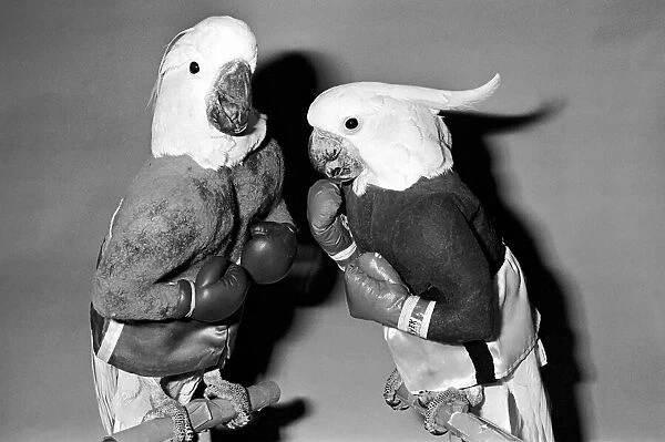 Animals: Birds: Humour: Parrots in fancy dress in humorous poses. December 1980 80-07243