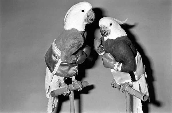 Animals: Birds: Humour: Parrots in fancy dress in humorous poses