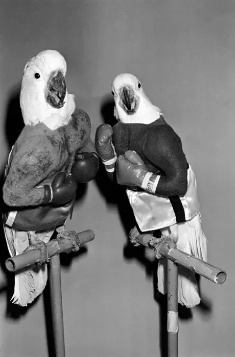 Framed Print : Animals: Birds: Humour: Parrots in fancy dress in humorous poses