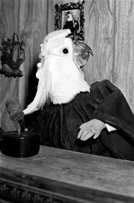 Framed Print : Animals: Birds: Humour: Parrots in fancy dress in humorous poses