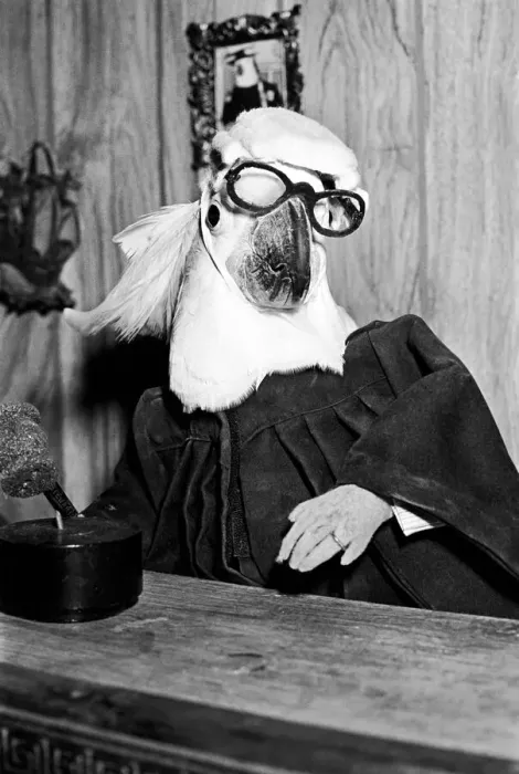 Framed Print : Animals: Birds: Humour: Parrots in fancy dress in humorous poses