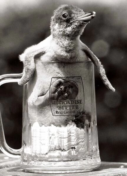 Animals - Birds - Penguin - August 1984 Baby Penguin in a pint beer glass