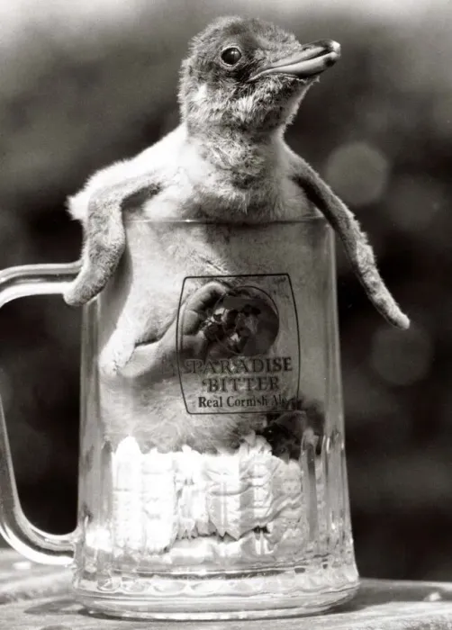 Framed Print : Animals - Birds - Penguin - August 1984 Baby Penguin in a pint beer glass Framed Print : Animals - Birds - Penguin - August 1984 Baby Penguin in a pint beer glass