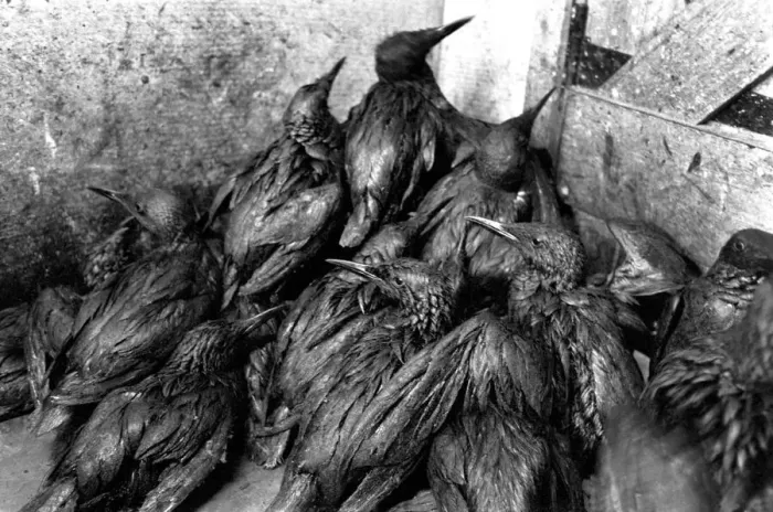 Framed Print : Animals: Birds: Pollution: Sea birds covered in oil at the R. S. P. C. A Framed Print : Animals: Birds: Pollution: Sea birds covered in oil at the R. S. P. C. A