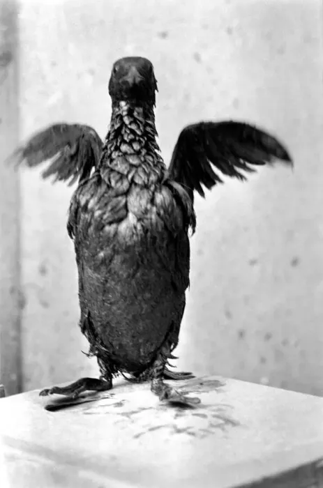 Framed Print : Animals: Birds: Pollution: Sea birds covered in oil at the R. S. P. C. A Framed Print : Animals: Birds: Pollution: Sea birds covered in oil at the R. S. P. C. A