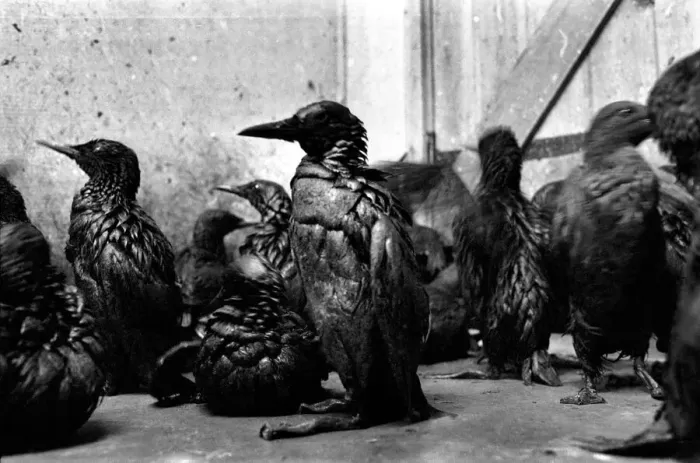 Framed Print : Animals: Birds: Pollution: Sea birds covered in oil at the R. S. P. C. A