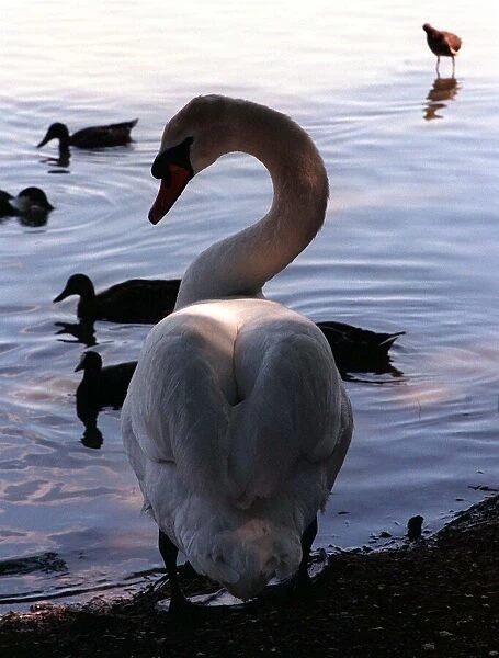 Animals Birds Swans Swan