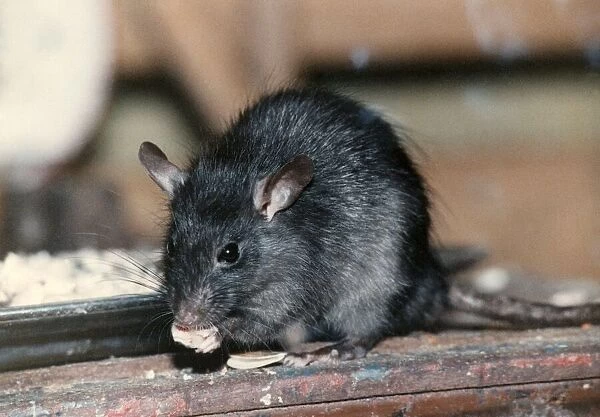 Animals: Black rats. Rat has a handful of nuts for his tea