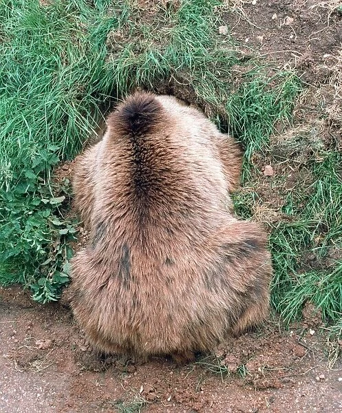 Animals Brown Bear digging hole Whipsnade Zoo June 1997