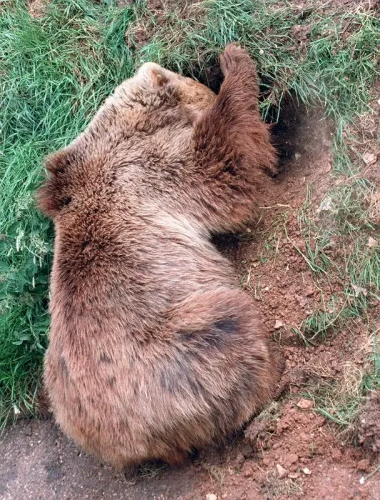 Framed Print : Animals Brown Bear digging hole Whipsnade Zoo June 1997