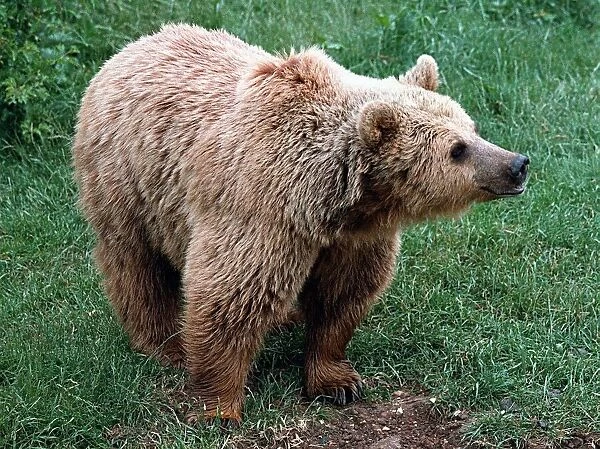 Animals Brown Bear Whipsnade Zoo June 1997