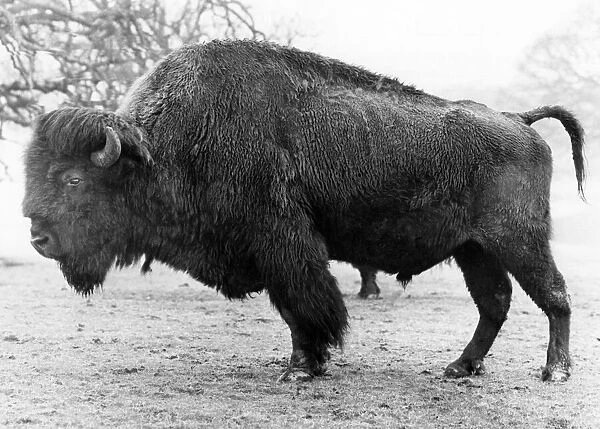 Animals - Buffalo. Father. the guilt buffalo. May 1979 P000551