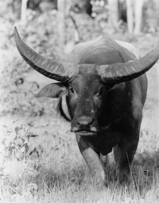 Framed Print : Animals - Buffalo. January 1988 P000411 Framed Print : Animals - Buffalo. January 1988 P000411