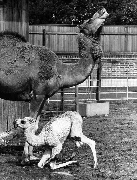 Animals Camel. The baby camel pictured here is having a little difficulty finding her