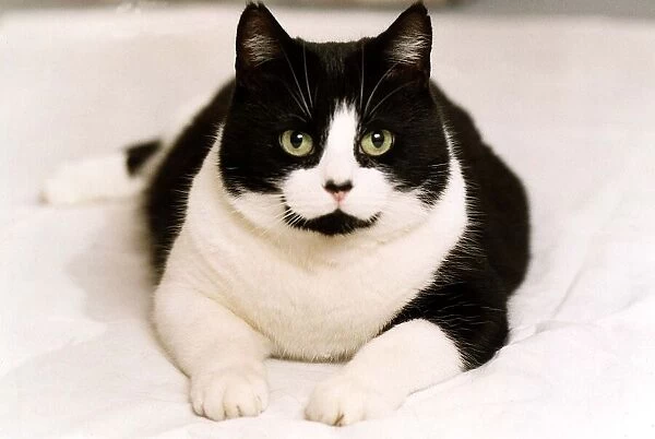 Animals Cat circa 1995